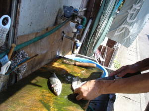 トツカアジをさばく