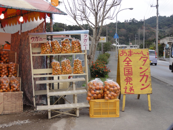 伊豆見のタンカン