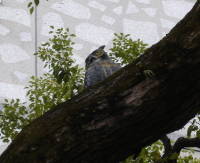 六角堂ふくろう２