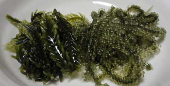 海ぶどうと謎の海藻