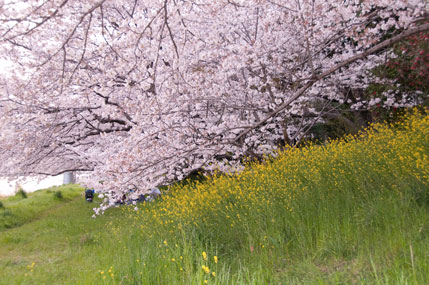 sakura