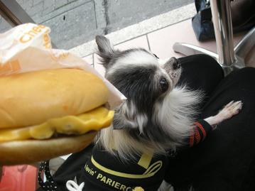 ﾁｰｽﾞﾊﾞｰｶﾞｰ