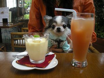 ベトナムアリス