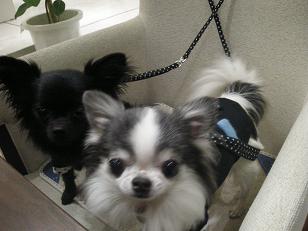 前に出るクル男