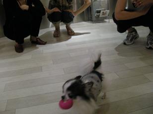 見せびらかしタイム