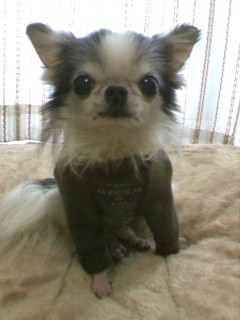 どうでしゅか？