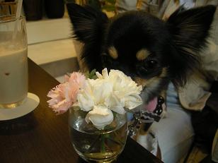 モモちゃんと花