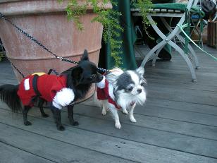 ｸﾙﾏﾏ、ｼｮﾎﾞﾁﾁ