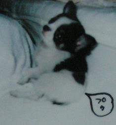 へったれクルフィ