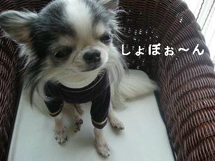 しょぼぼぼ～～ん