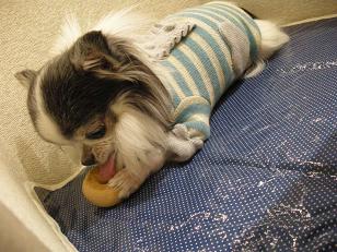 ベーグルと格闘中