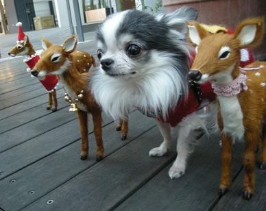 シカとクルサンタ