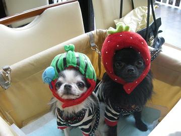 ｽｲｶとｲﾁｺﾞ