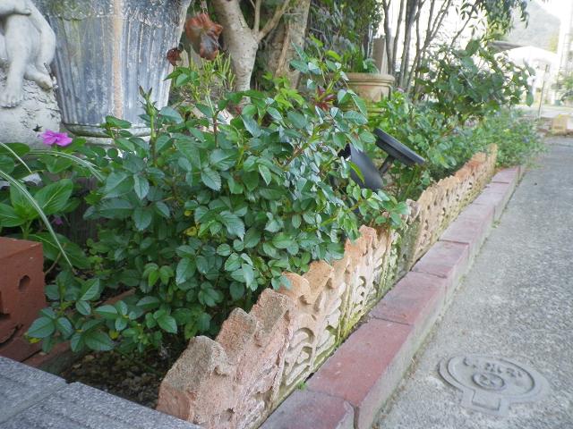 ミニバラの花壇