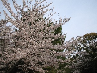 豊橋公園の桜.jpg