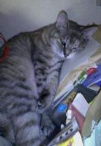 台風の日のクッキー