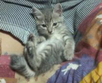 ちょうかわゆす