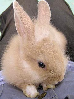 ウサギ 専門雑誌 動物の待受け画像blog 楽天ブログ