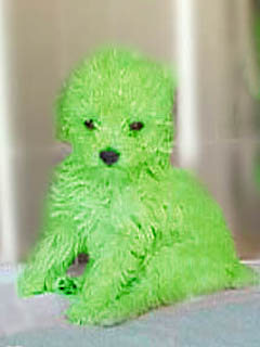 緑色の子犬が生まれる アメリカ 英語サイト 動物の待受け画像blog 楽天ブログ