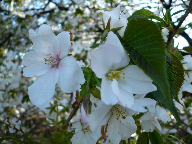 桜餅