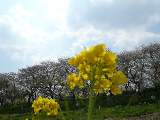 菜の花なめ