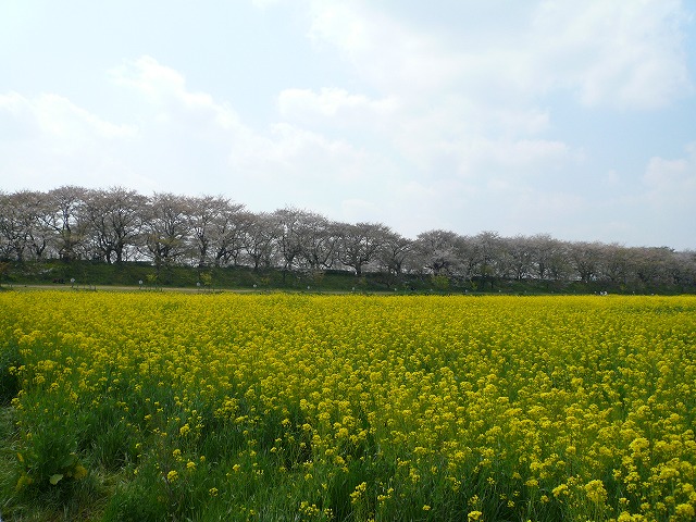 菜の花と桜