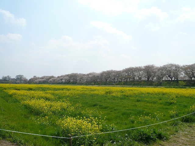 菜の花と桜