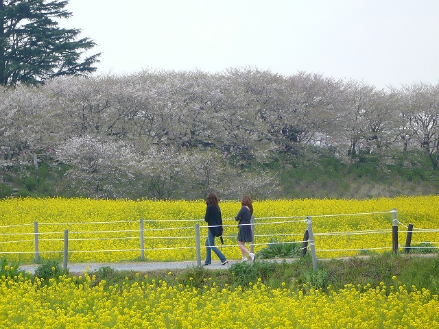 菜の花満開