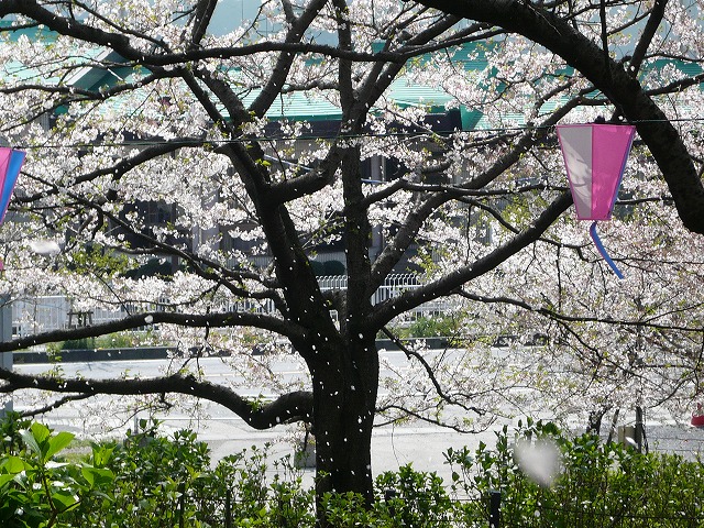 桜吹雪