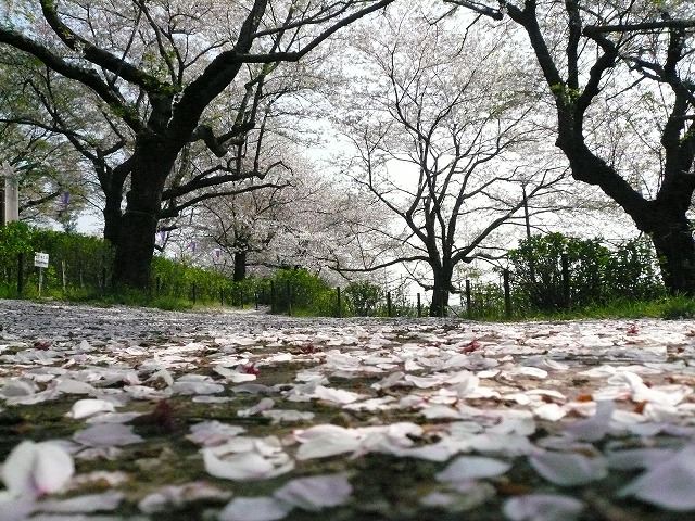 桜の絨毯