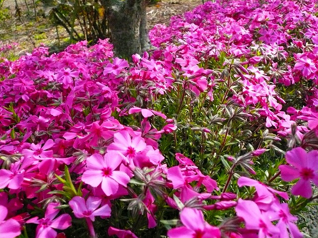 芝桜