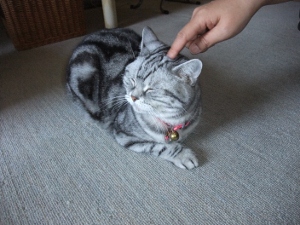 DSCF4008 (300x225).jpg