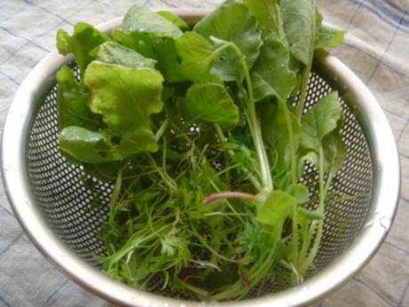 ラディッシュの間引き菜