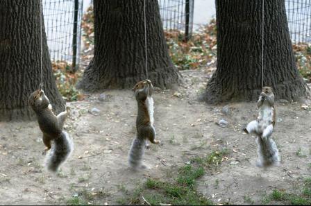 squirrels.jpg