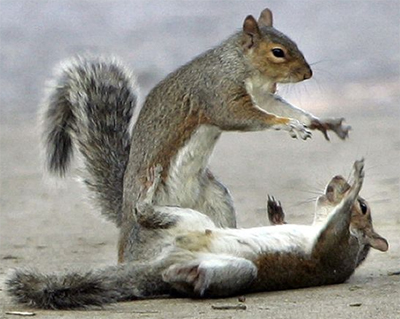 squirrels2.jpg