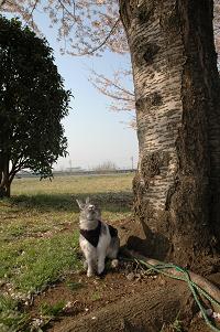 お花見リベンジ来夢くん