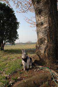 お花見リベンジ来夢くん