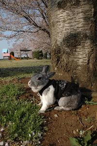 お花見リベンジ来夢くん