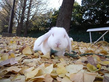 紅葉☆みさき