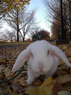 紅葉☆みさき