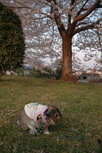 お花見リベンジ瑠夏君