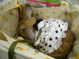 うさフェス