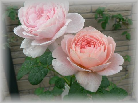 画像 1218.jpg