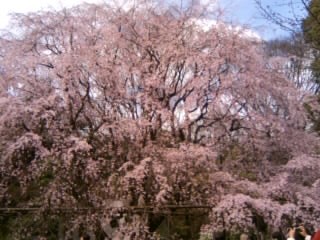 六義園の桜２