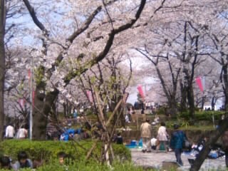 桜橋花まつり１