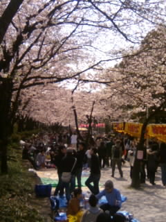 桜橋花まつり２