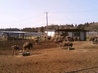 ダチョウ王国２