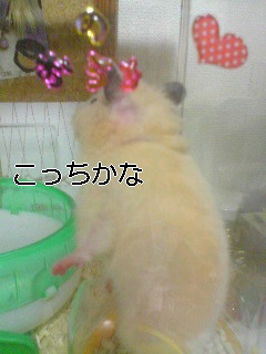 あっちにしよう