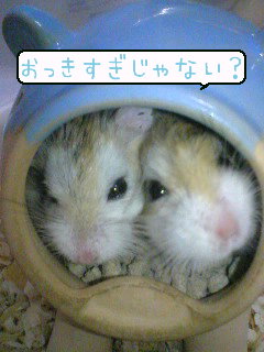 ぱくちーどうかなぁ？
