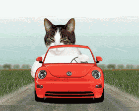 cat driver.gif